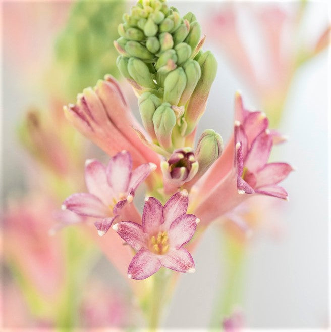 Tuberose Cinderella