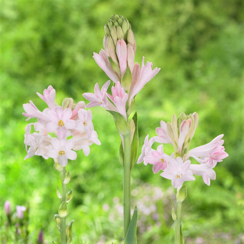 Tuberose Pink Sensation