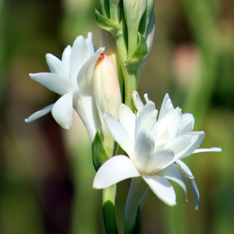 Tuberose White Double Form