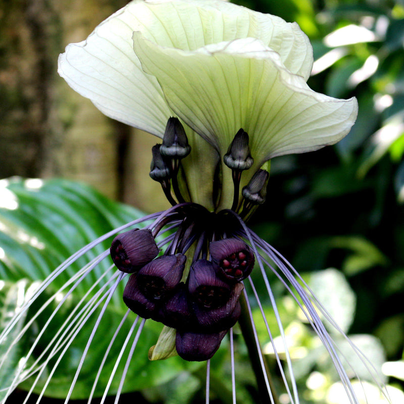 Tacca Integrifolia - White Bat Plant
