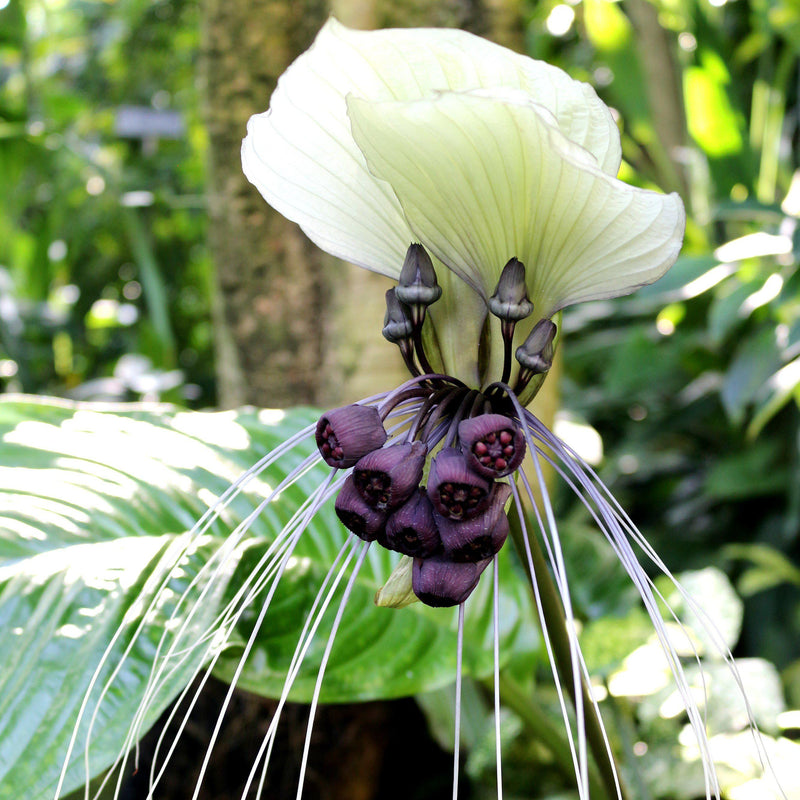 Tacca Integrifolia - White Bat Plant