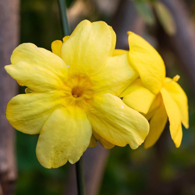 Jasmine - Winter Jasmine