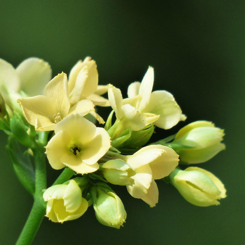 Tuberose Yellow Baby