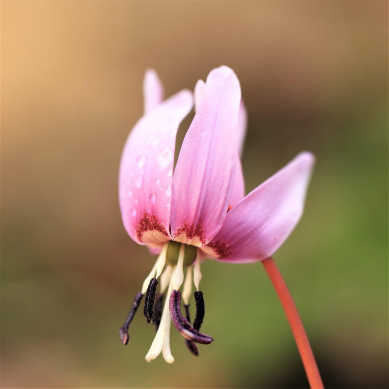 Erythronium Dens-Canis (European Dog Tooth Violet)