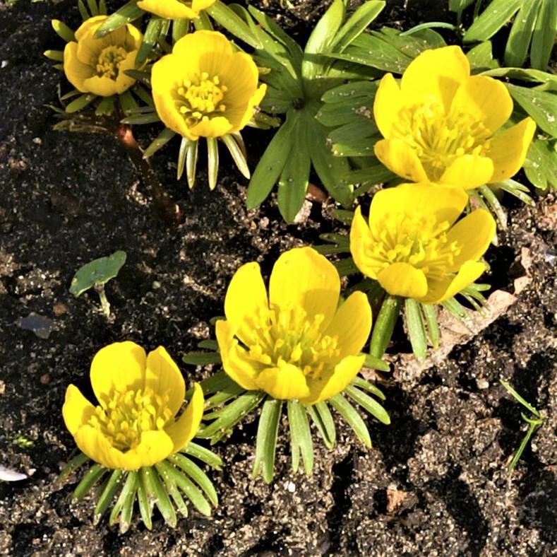 Winter Aconite (Eranthis)