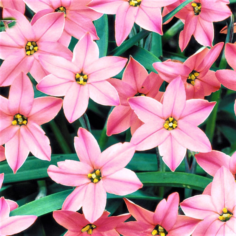 Starflower Wish Upon A Star Mix