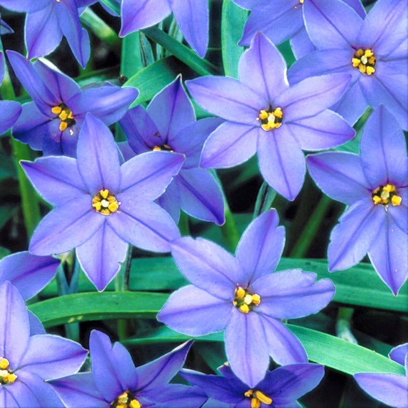 Starflower Jesse