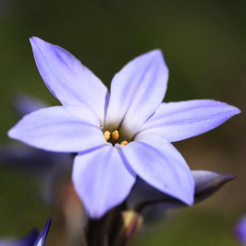 Starflower Uniflorum Froyle Mill (Fragrant)
