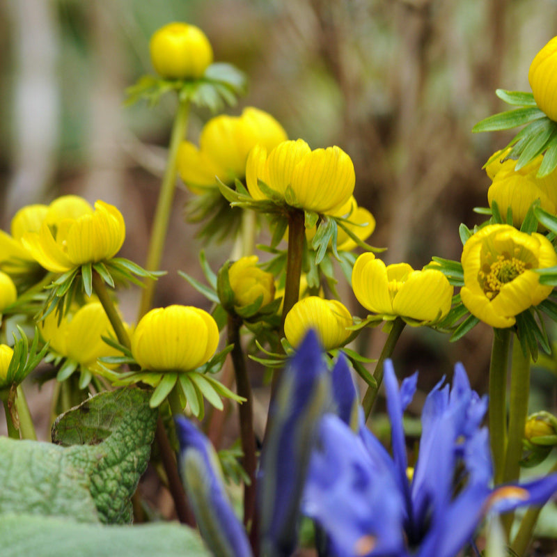 Winter Aconite (Eranthis)