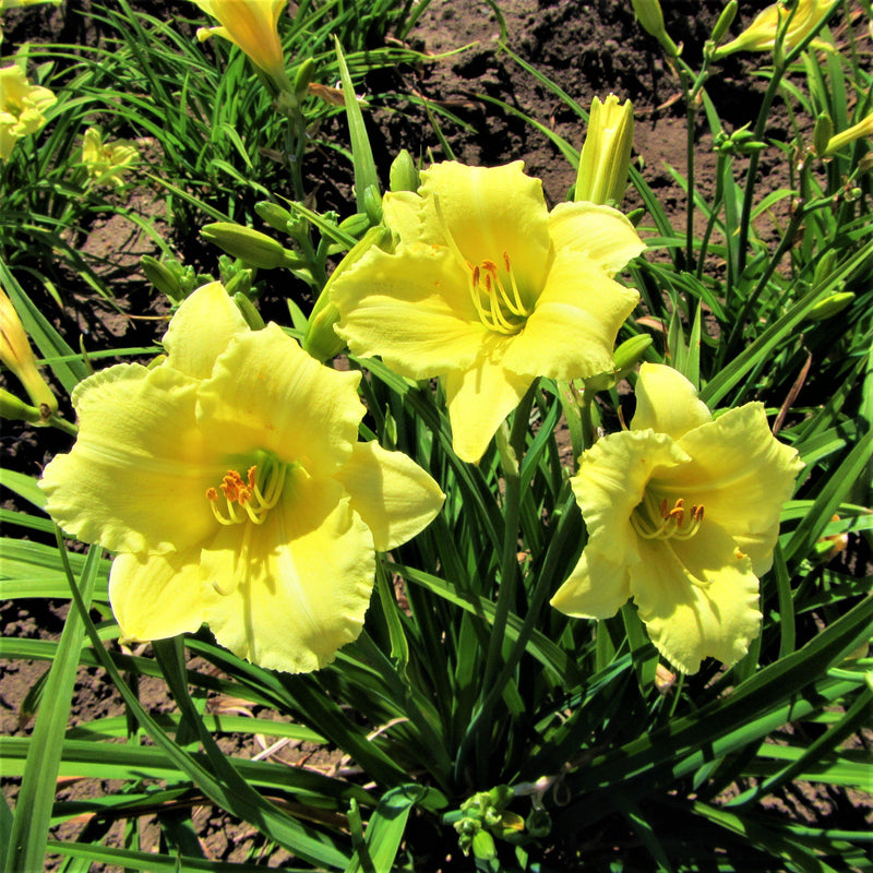 Daylily Fragrant Returns