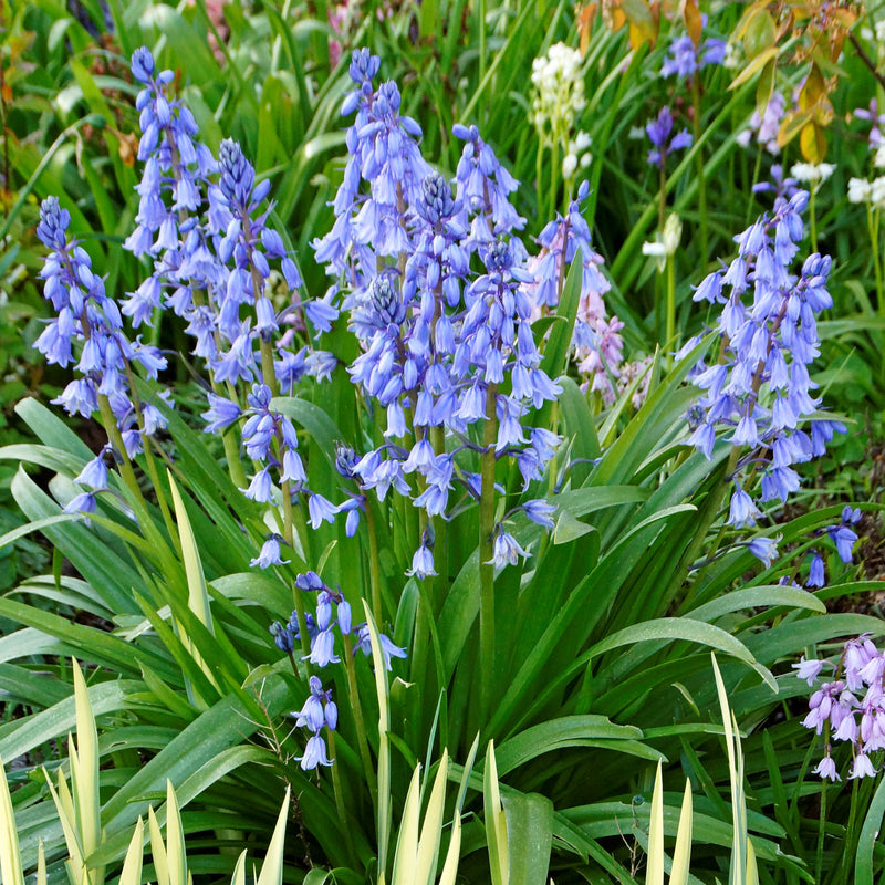 Spanish Bluebells (Hyacinthoides) Blue