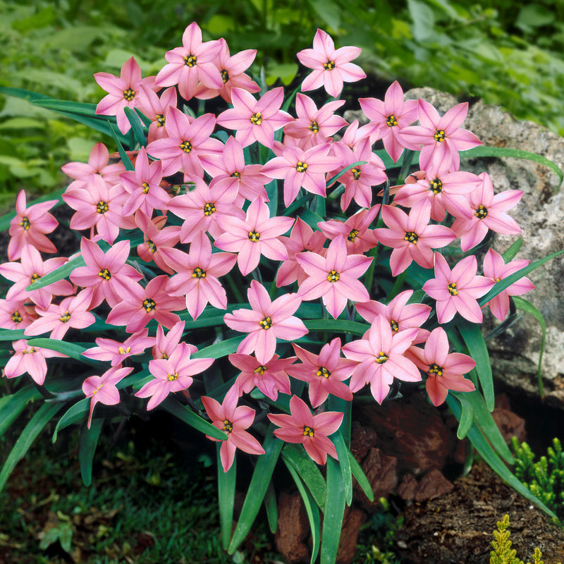 Starflower Charlotte Bishop