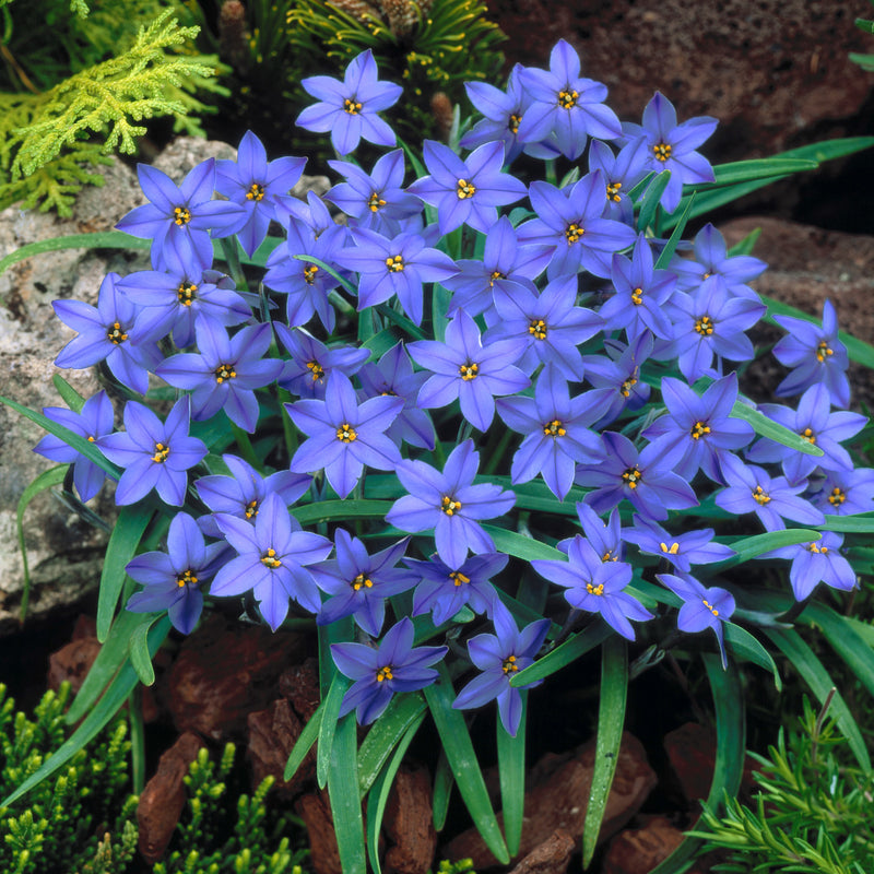 Starflower Jesse