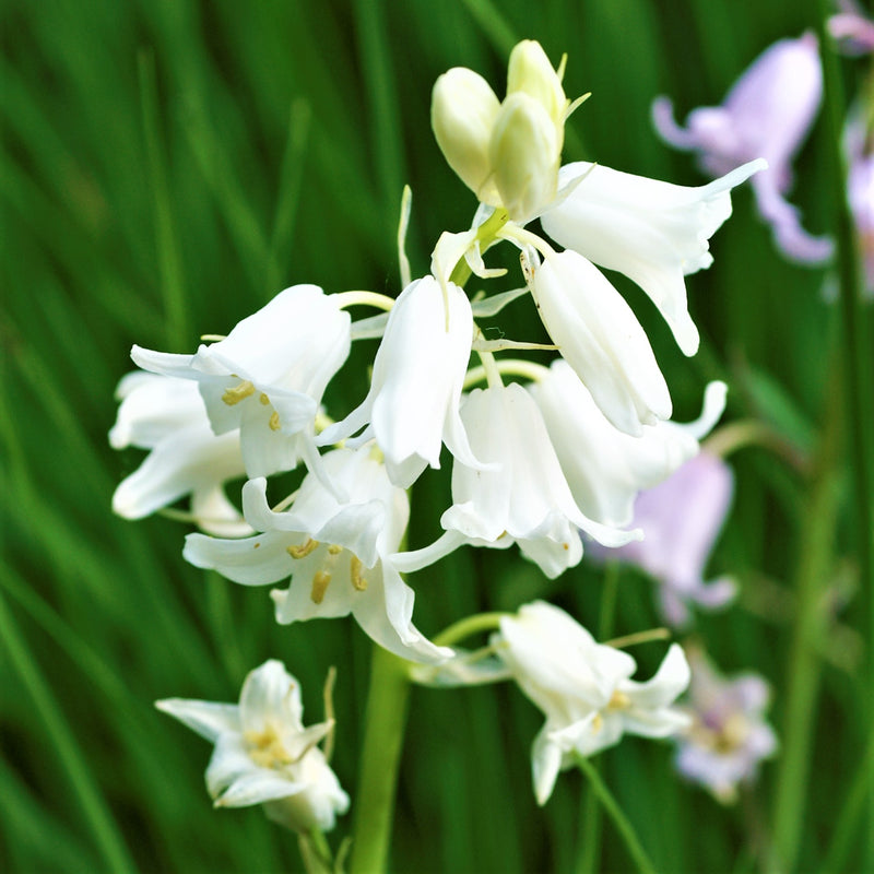 Spanish Bluebells (Hyacinthoides) White