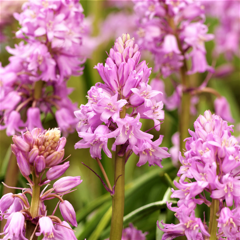 Spanish Bluebells (Hyacinthoides) Pink