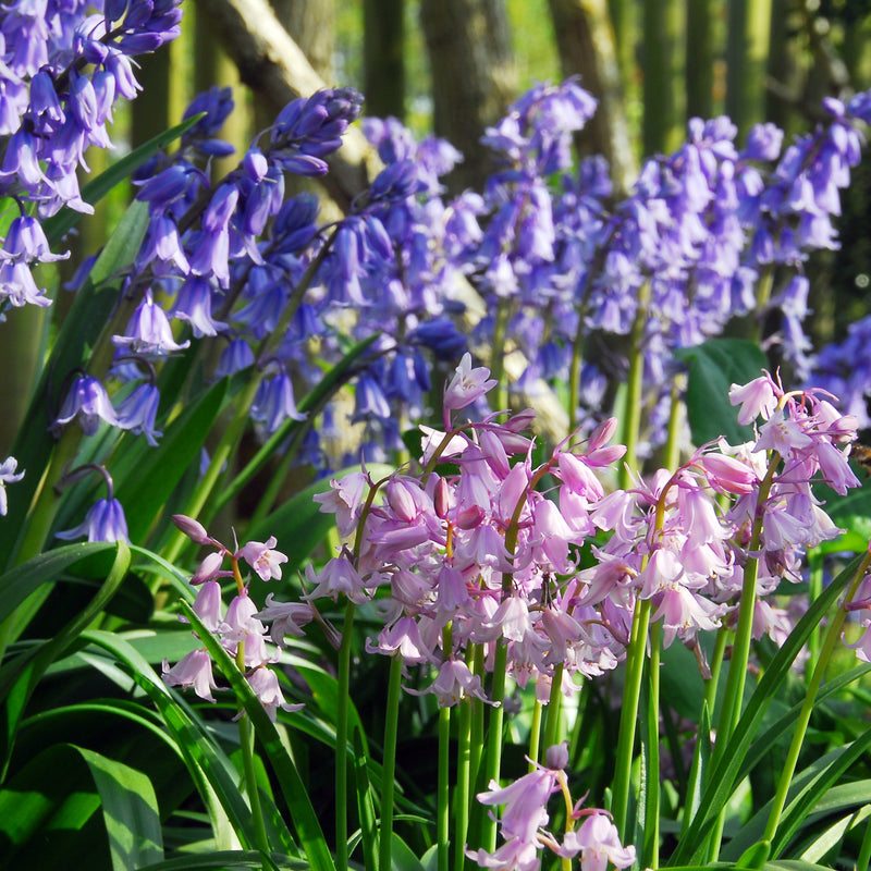 Spanish Bluebells (Hyacinthoides) Mix
