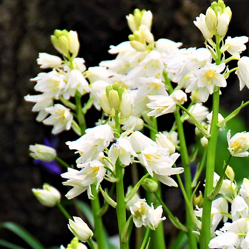 Spanish Bluebells (Hyacinthoides) White
