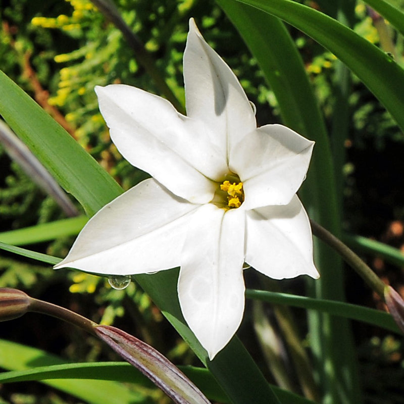 Starflower Alberto Castillo