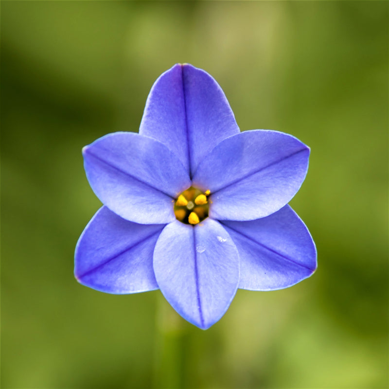 Starflower Rolf Fiedler