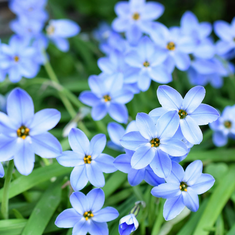 Starflower Rolf Fiedler