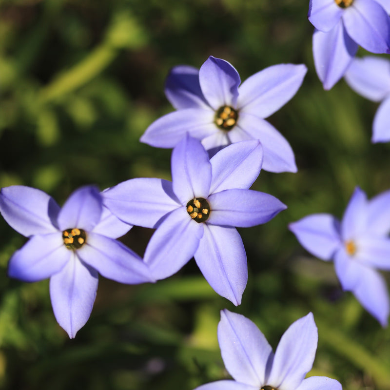 Starflower Uniflorum Froyle Mill (Fragrant)