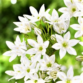 Triteleia Hyacinthina