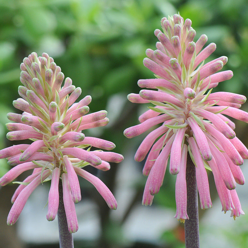Veltheimia Bracteata