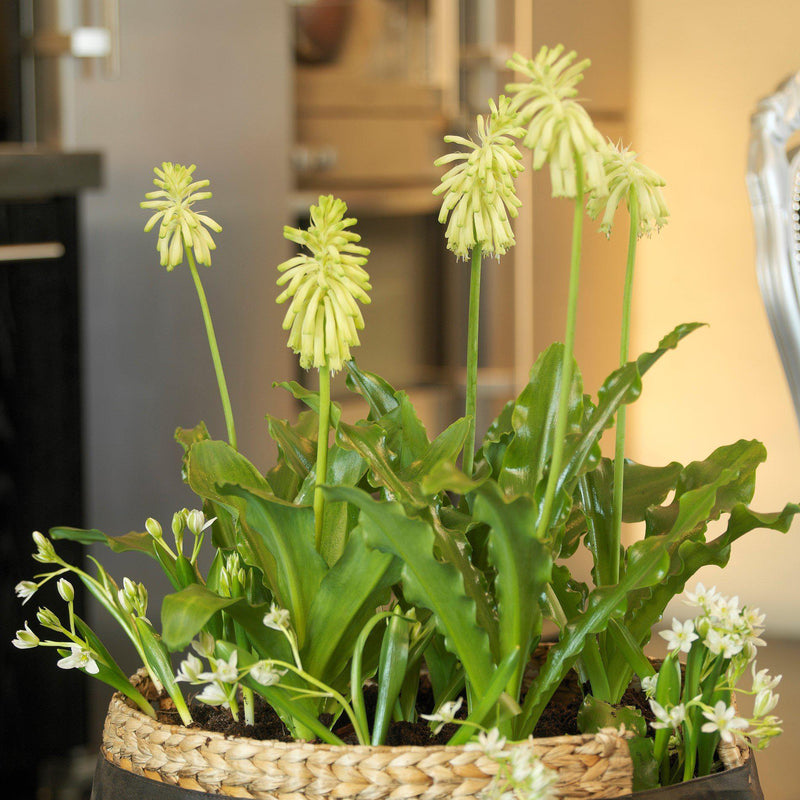 Veltheimia Bracteata Lemon Flame