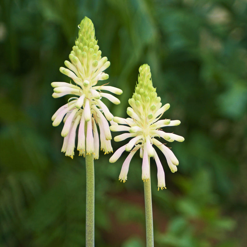 Veltheimia Bracteata Lemon Flame